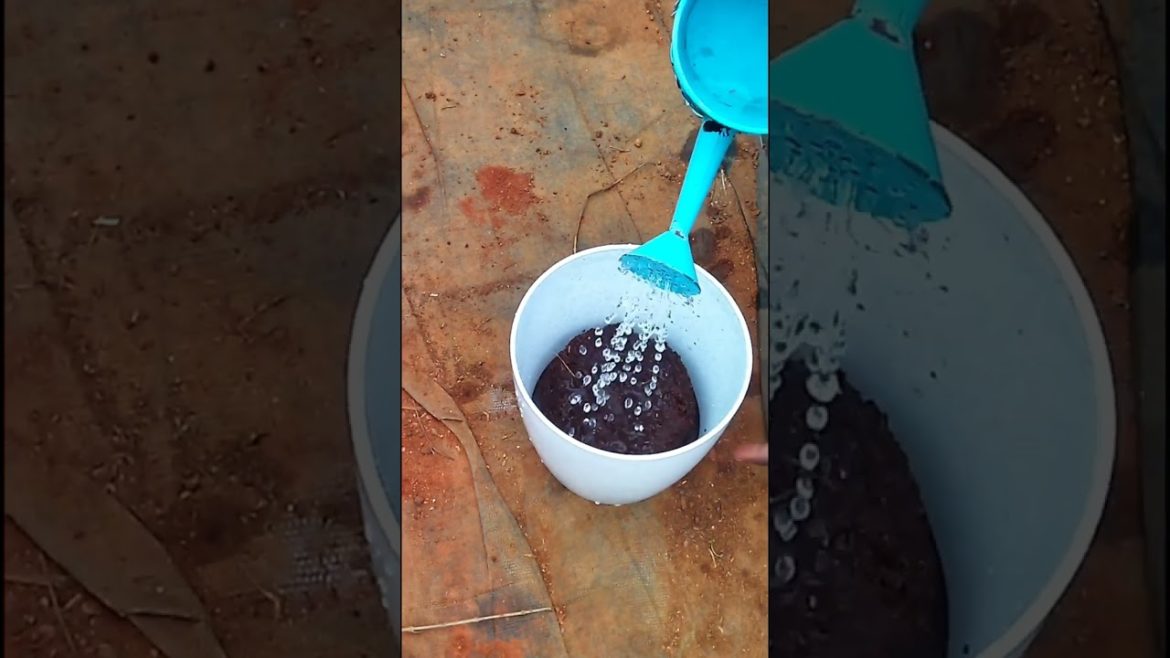 How to use cocopeat for plants in Tamil | Terrace Garden Tips In Tamil How to use cocopeat for plants in Tamil | Terrace Garden Tips In Tamil