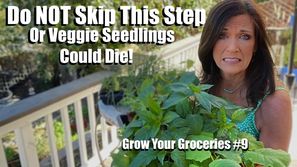 Do NOT Skip This Step or Your Indoor Vegetable Seedlings Could Be HISTORY! / Grow Your Groceries #9