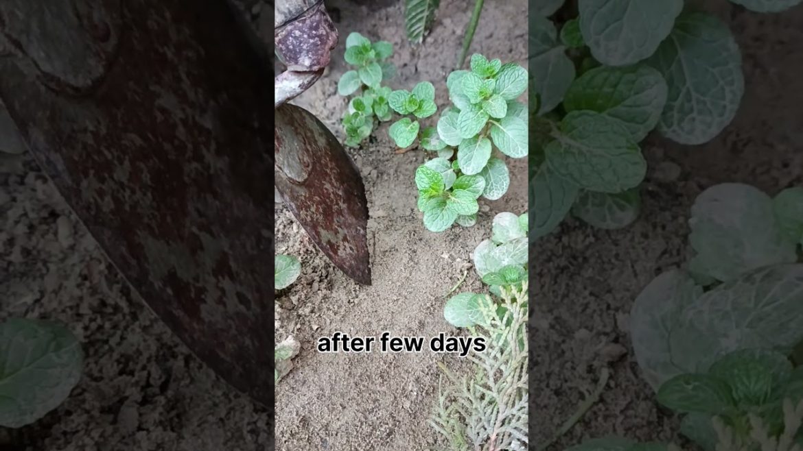 Cuttings growing mint #shorts #youtubeshorts #gardening Cuttings growing mint #shorts #youtubeshorts #gardening