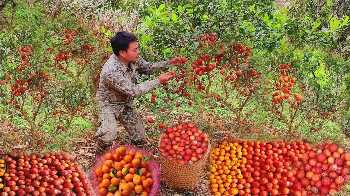 Harvest lemons, harvest kumquats soaked in honey for medicine, gardening, watering vegetables. Harvest lemons, harvest kumquats soaked in honey for medicine, gardening, watering vegetables.