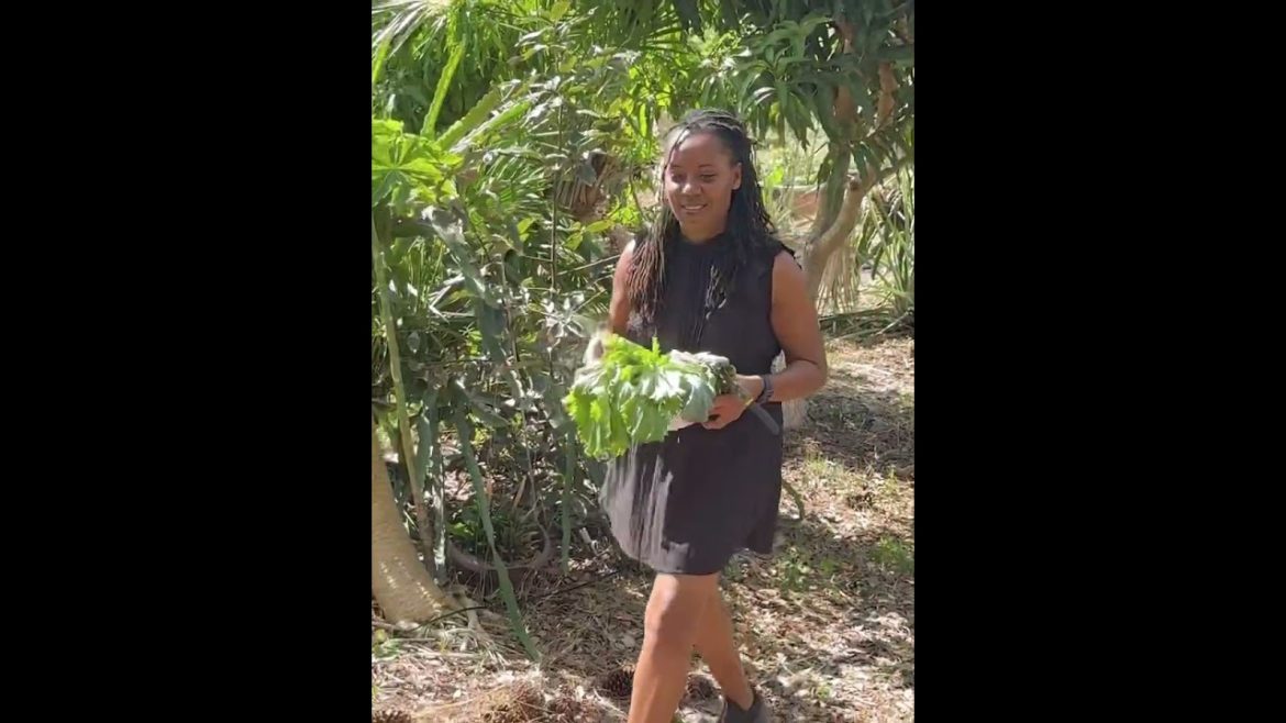 Harvesting in central Florida permaculture garden (zone 9b) Feb 1, our winter garden. (Food Forrest)