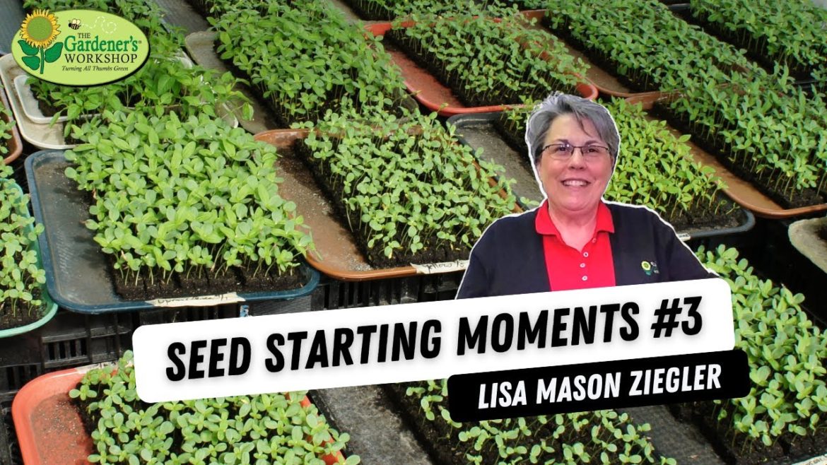 Seed Starting Moments #3: Germination Tips & Tricks with Lisa Mason Zielger Seed Starting Moments #3: Germination Tips & Tricks with Lisa Mason Zielger