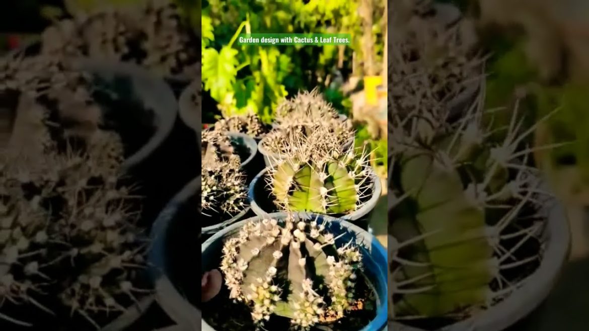 Indoor gardening. Garden design with Cactus & Leaf Trees. #viral #viralvideo #shorts#design #plants