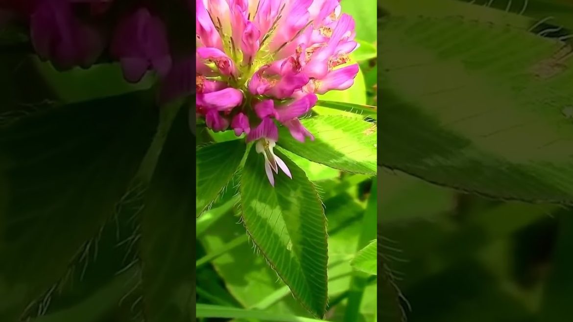 Clover: A Wild Edible The Bees Love And So Do We! #shorts Clover: A Wild Edible The Bees Love And So Do We! #shorts