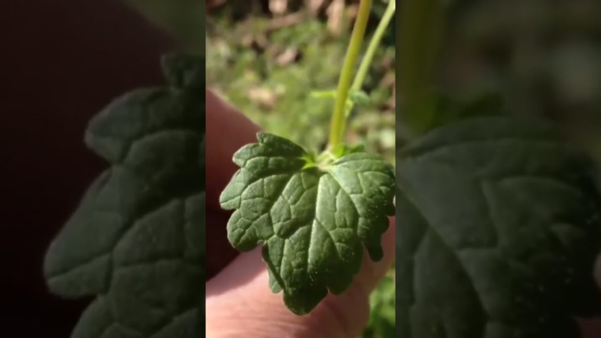 Henbit: The Purple Flowered Wild Edible That's Everywhere! #shorts Henbit: The Purple Flowered Wild Edible That's Everywhere! #shorts