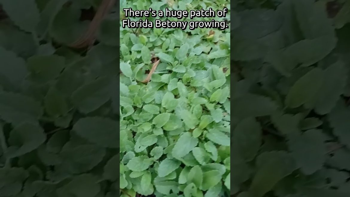 #shorts Florida Betony Edible Wild Native In The Food Forest