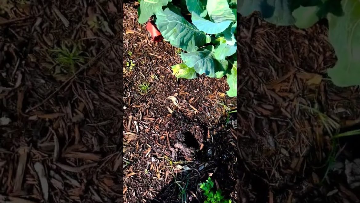 House Gardening vegetable growing#garden #ytshort #short #ytshorts #flower #shorts #agriculturelife