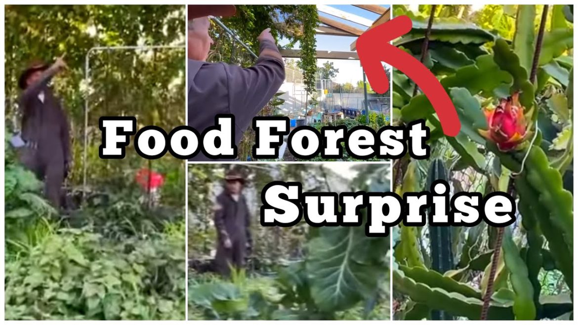 A Wild Food Forest Winter Permaculture Garden with TONS of Vegetables & Free Gardening Recycle Finds A Wild Food Forest Winter Permaculture Garden with TONS of Vegetables & Free Gardening Recycle Finds