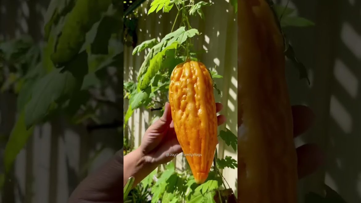 Fruit Cutting : Orange BITTER MELON Edible 😱😋 #shorts #satisfying #food #fruitcutting #fruit