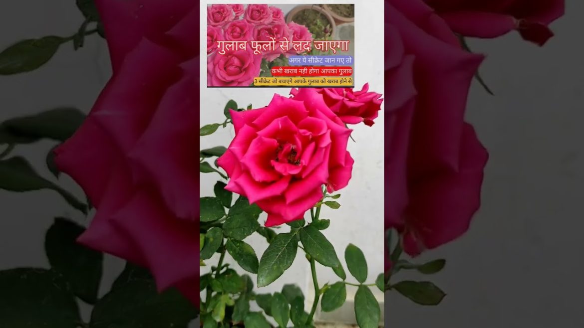 Rose Plant Care tips #plants #airlayering #roses#king#gardening#organic #organicfertilizer #shorts Rose Plant Care tips #plants #airlayering #roses#king#gardening#organic #organicfertilizer #shorts