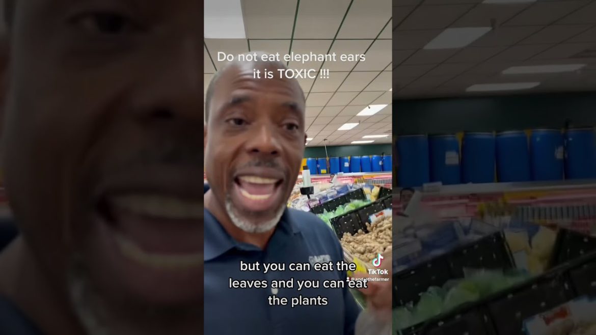 A great edible alternative to elephant ears!