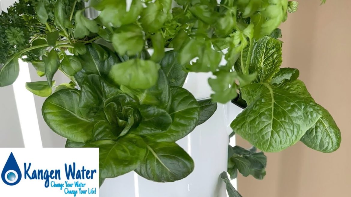 Tower Gardens With Kangen Water – EXPERIMENT Tower Gardens With Kangen Water - EXPERIMENT