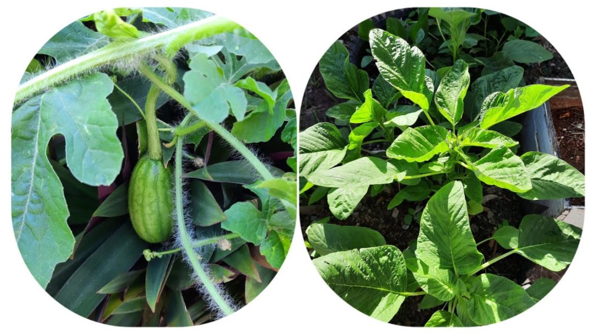 Garden Update || Fundraiser For My Colleague Living With Gout