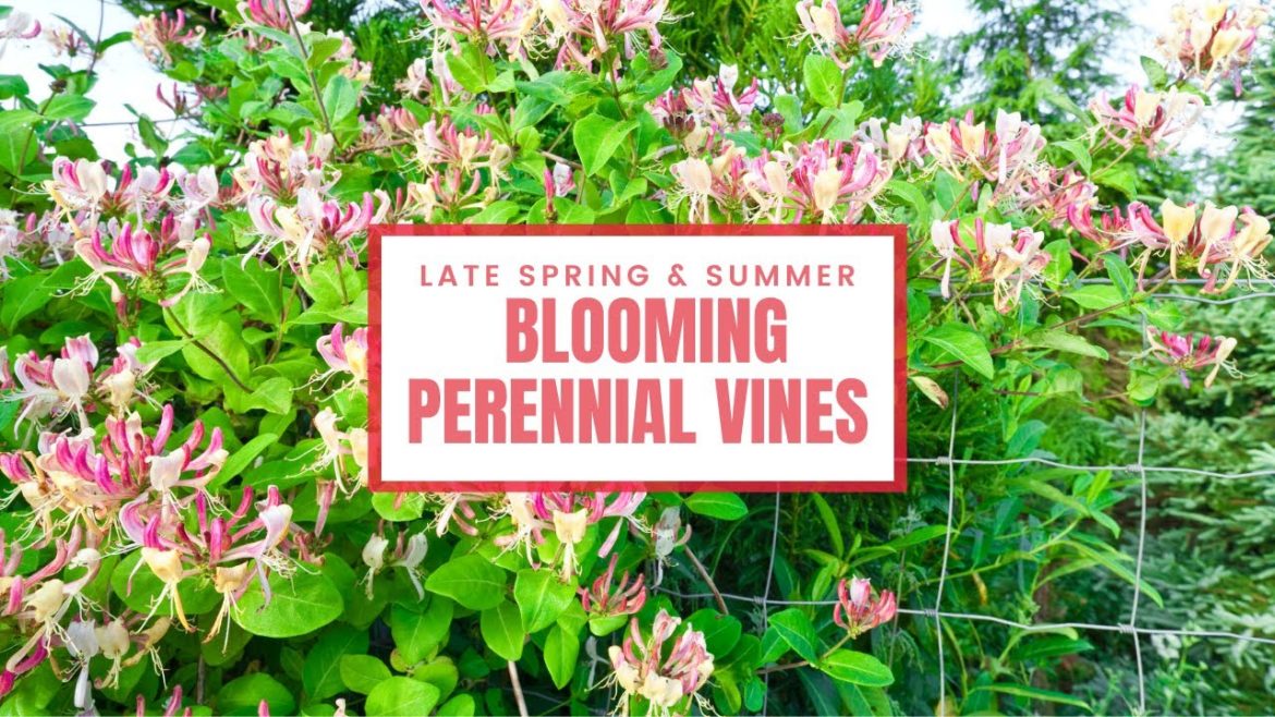 Late Spring and Summer Blooming Perennial Vines πΈπΌ Spring Garden Ideasβ¨ Late Spring and Summer Blooming Perennial Vines πΈπΌ Spring Garden Ideasβ¨