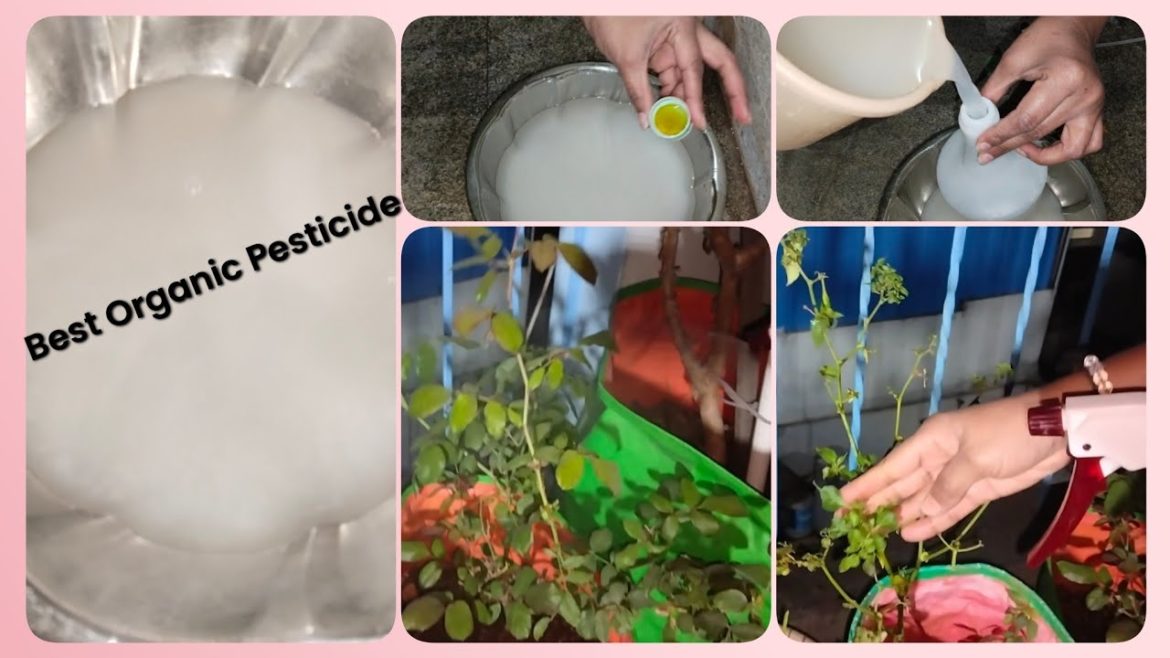 Best Organic Pesticide For Plants || Organic Pesticide || Gardening Tips || Garden Tips.