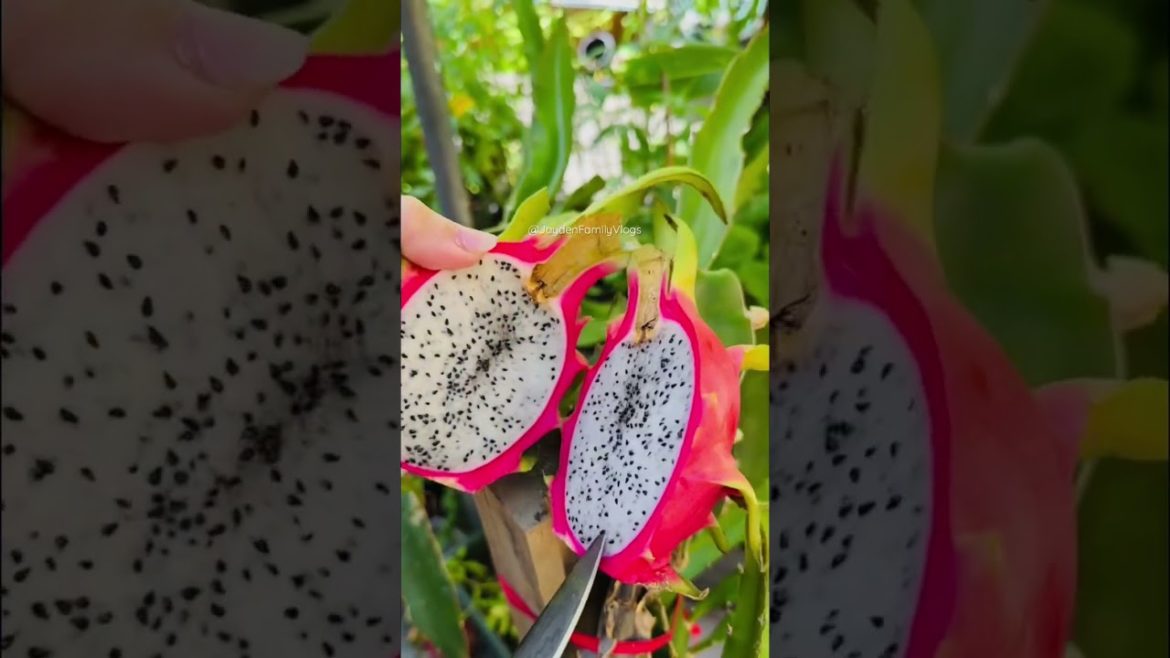 Dragon Fruit Edible CACTUS #shorts #satisfying #fruitcutting #fruit #food #dragonfruit