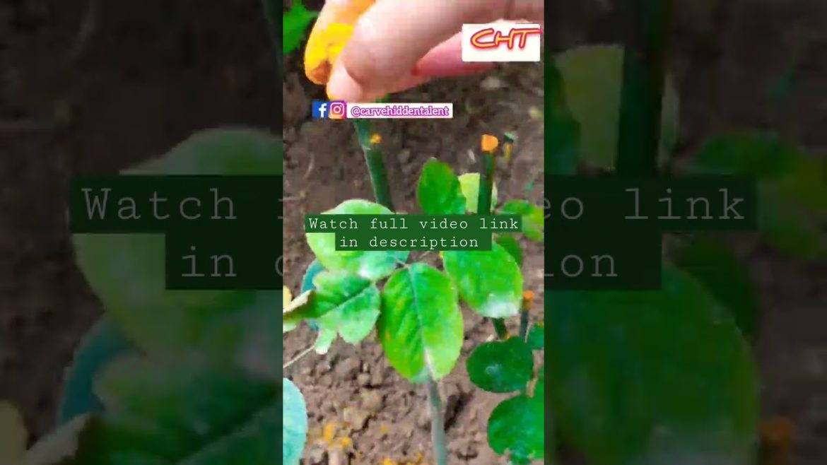 POV: Rose plant ready in spring season, Rose care tips #roseflower #gardening #caretips #viralshorts