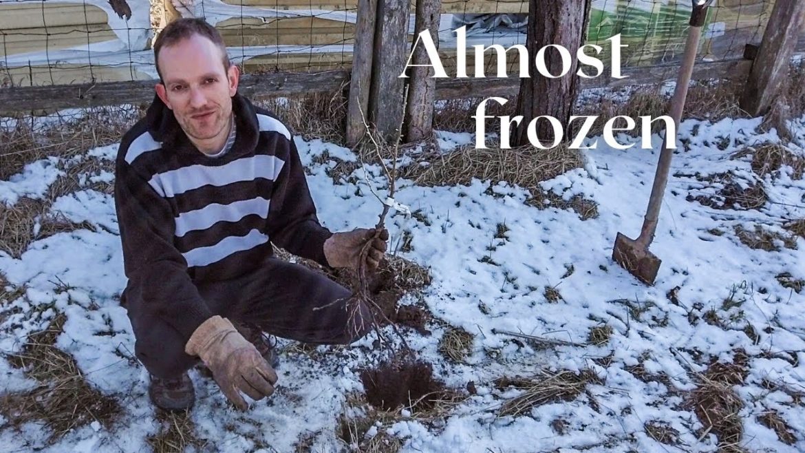 Planting shrubs in snow? | Natural edible hedge in our permaculture garden