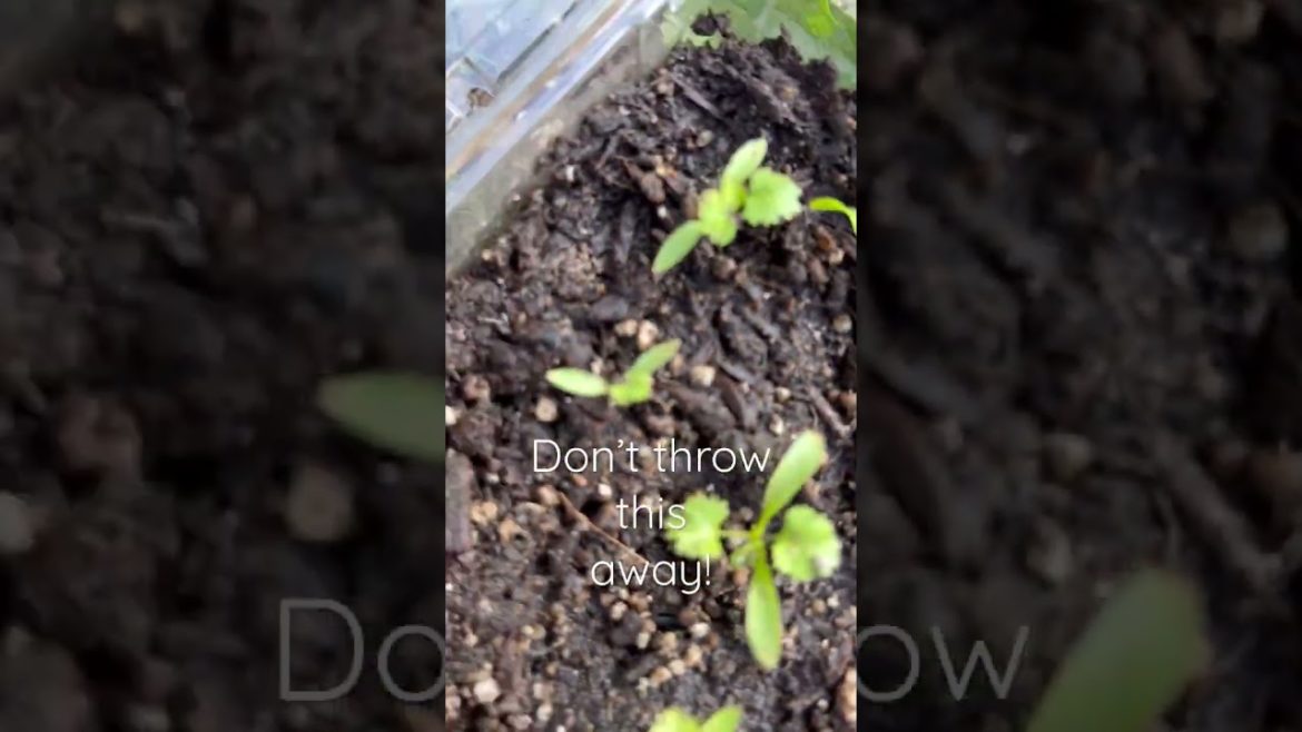 Strawberry Container HACK you MUST know! #gardening #shorts