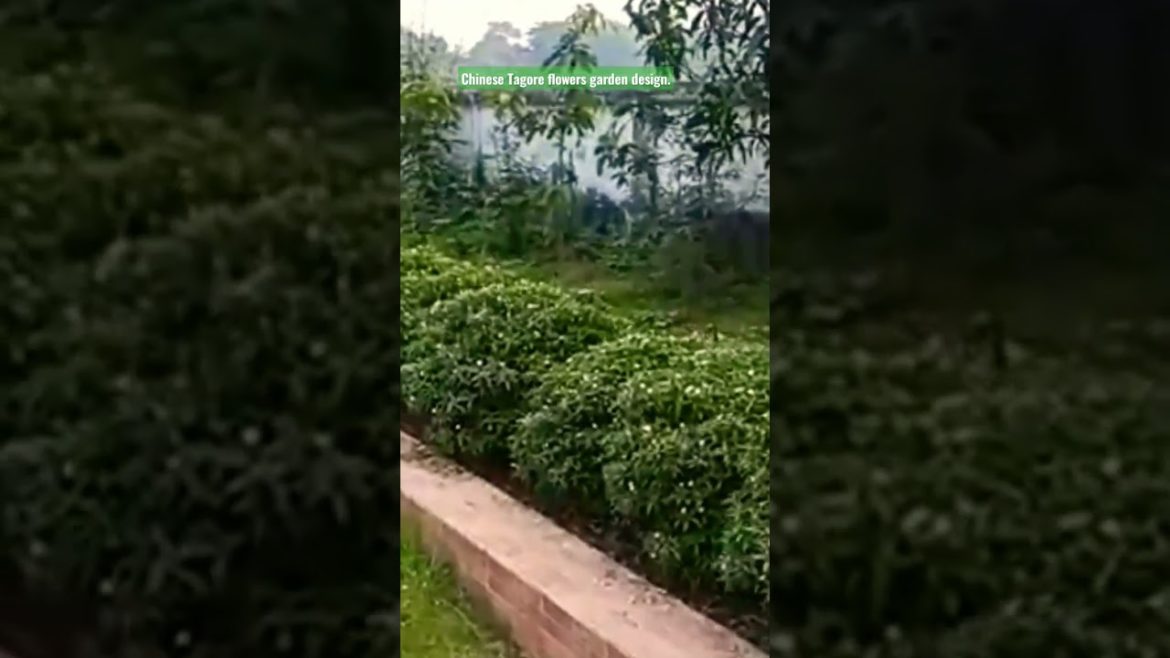 Chinese Tagore flowers garden design. #viral #viralvideo #gardening #design #flowers . Chinese Tagore flowers garden design. #viral #viralvideo #gardening #design #flowers .