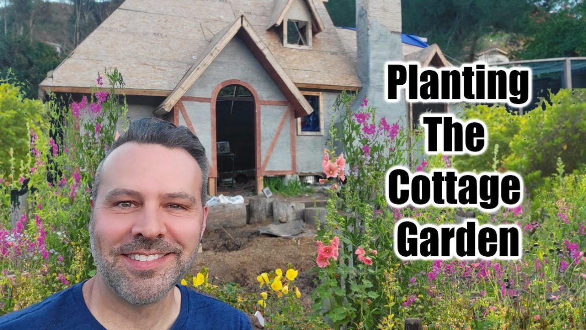 How to Sow Hardy Annual Flowers