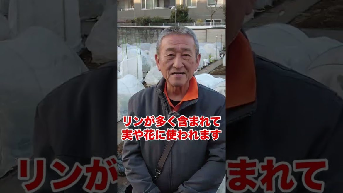 家庭菜園や農園栽培で使う牛糞・鶏糞・油粕肥料の役割! #shorts / Explaining the types of fertilizers used in home gardens. 家庭菜園や農園栽培で使う牛糞・鶏糞・油粕肥料の役割! #shorts / Explaining the types of fertilizers used in home gardens.