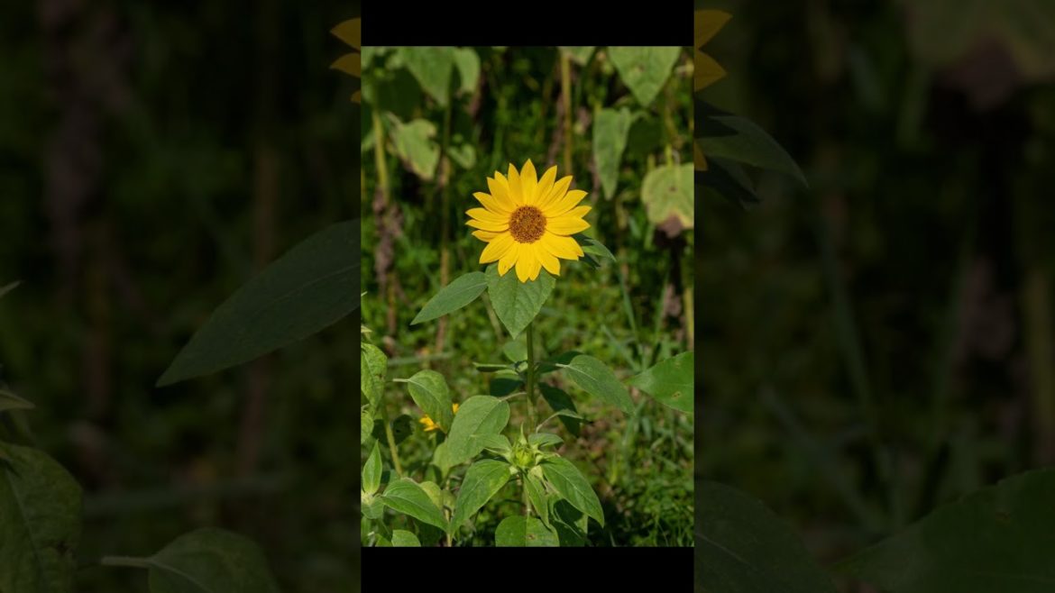 Blooming Sunflower on a Garden #shorts #bloom #flowers #beautiful