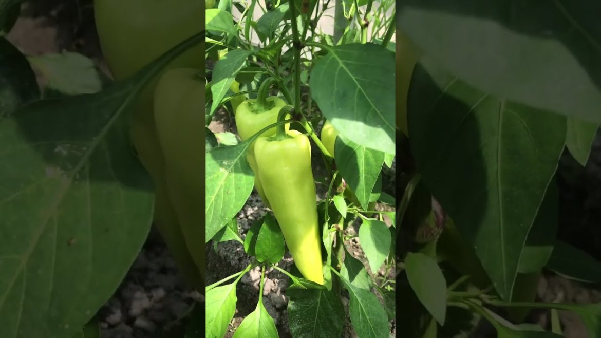 How to Gardener: Tips for A Successful Garden