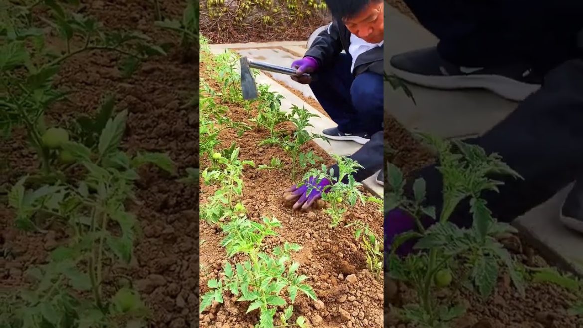 happened with garden at home happened with garden at home