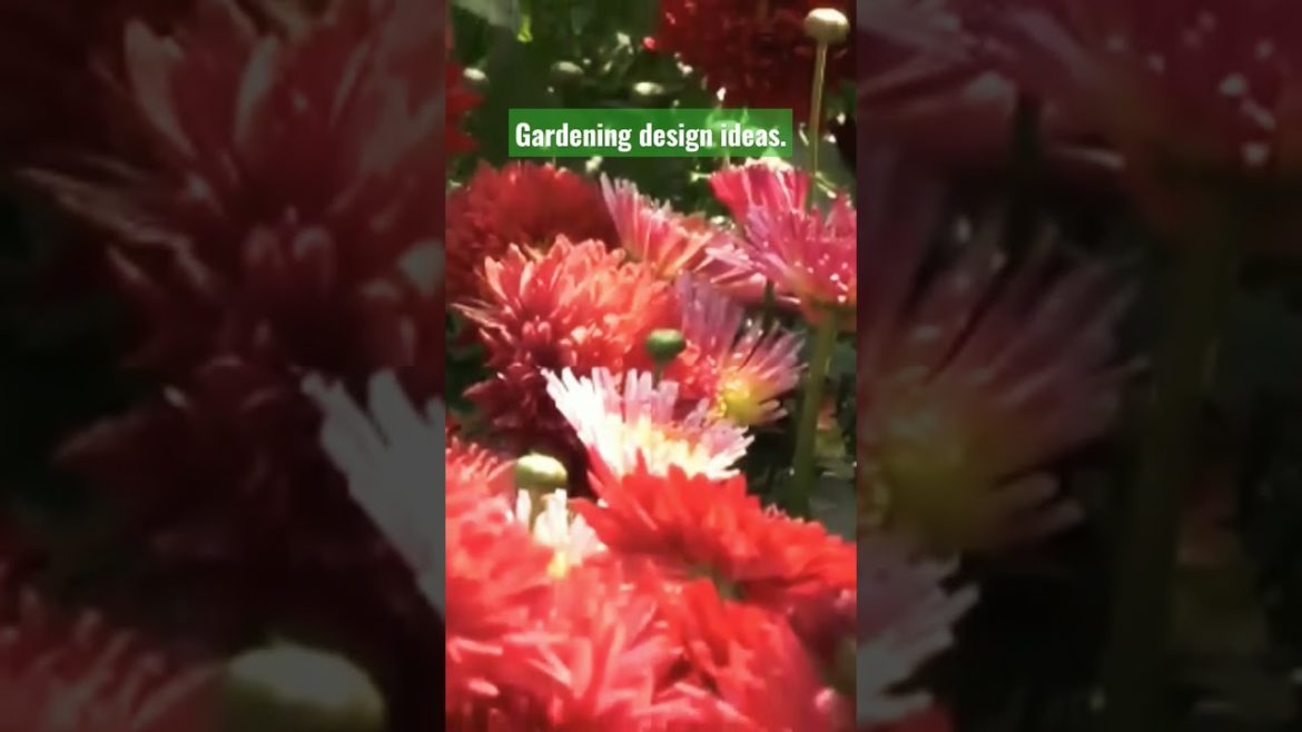 Gardening design ideas. Front garden terrace. #viral #viralvideo #shortsvideo #short #flowers.