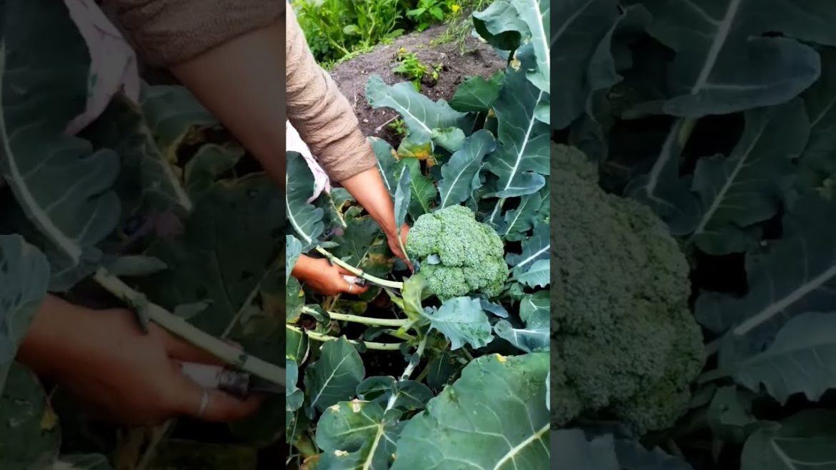 small broccoli garden #garden #broccoli #kitchen #youtubeshorts #shortvideo #cooking #vegetables