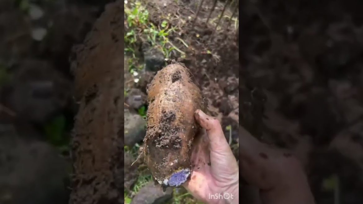 #gardening#vegetable, gardening#growing#sweet potatoes#agriculture#gardener#planting#cheni