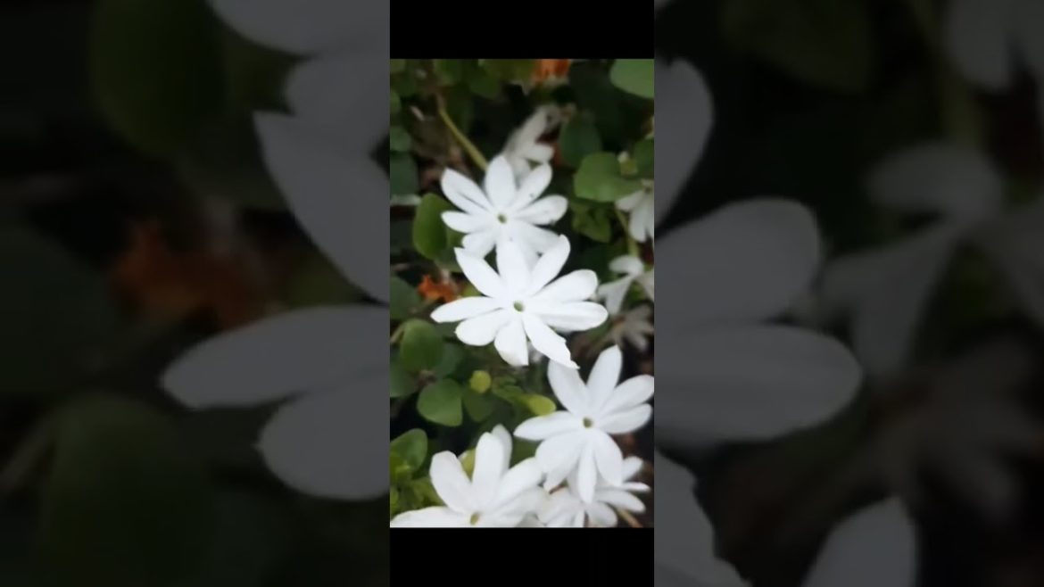 White flowers #plants #airlayering #farming#roses#king#gardening#organic #organicfertilizer#shorts White flowers #plants #airlayering #farming#roses#king#gardening#organic #organicfertilizer#shorts