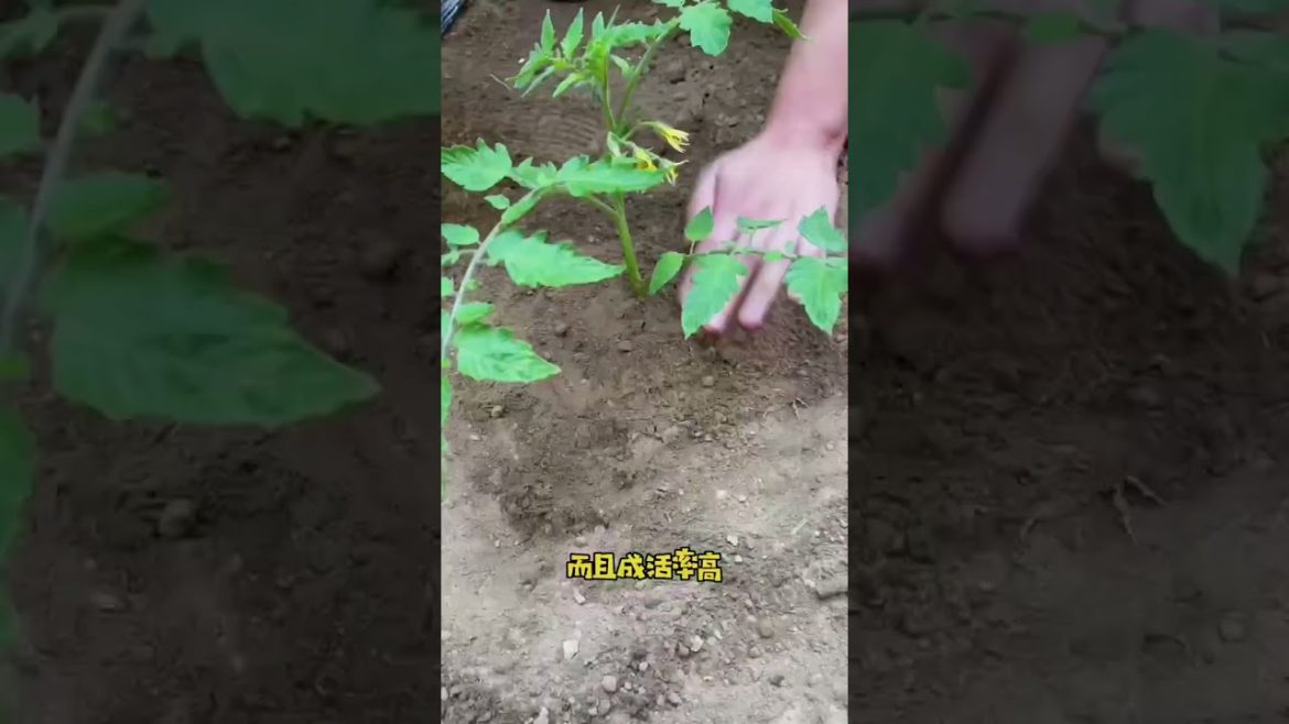 happened with garden at home