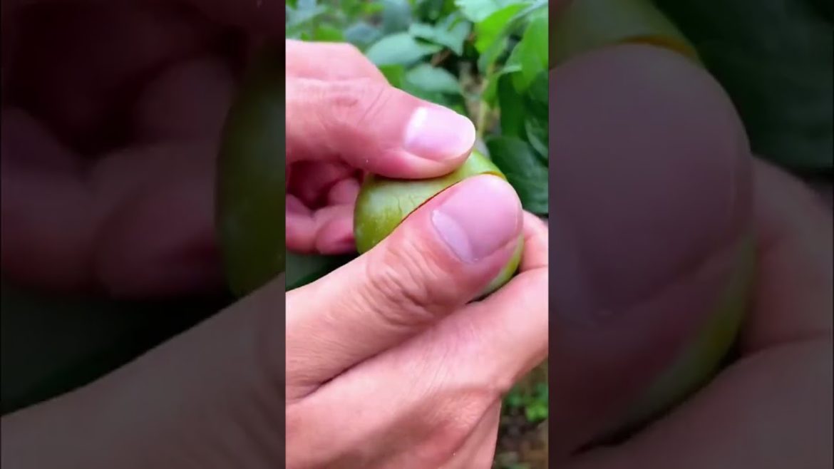 #shorts Do You Know This Fruit? | Gardening Tips #gardening #viral #fruit #asmr #G2