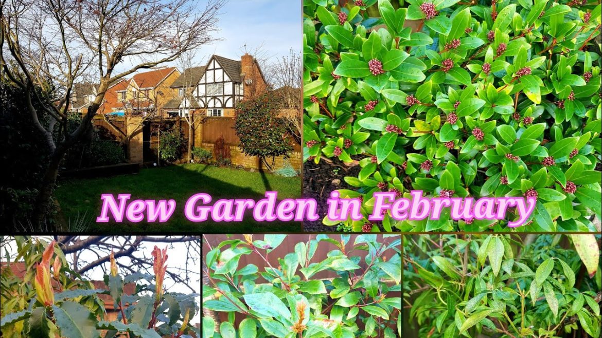 New garden tour in February ~ Beginning of transforming small urban garden into bountiful oasis New garden tour in February ~ Beginning of transforming small urban garden into bountiful oasis