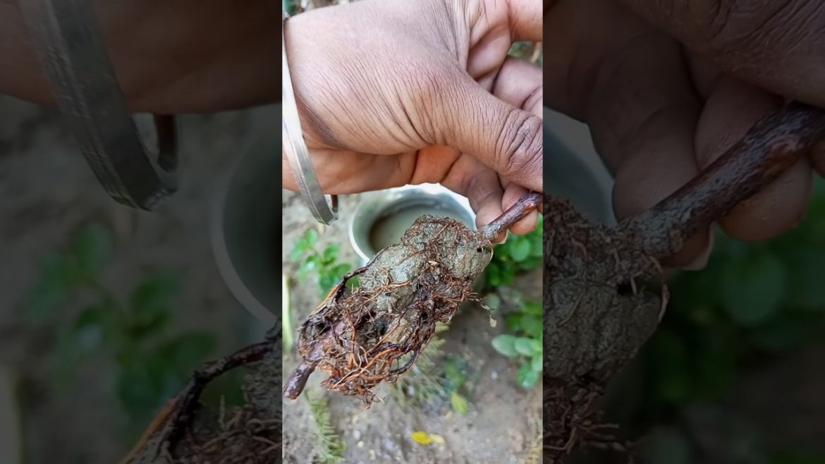 Airlayering Result #shorts #short #youtubeshorts #gardening Airlayering Result #shorts #short #youtubeshorts #gardening