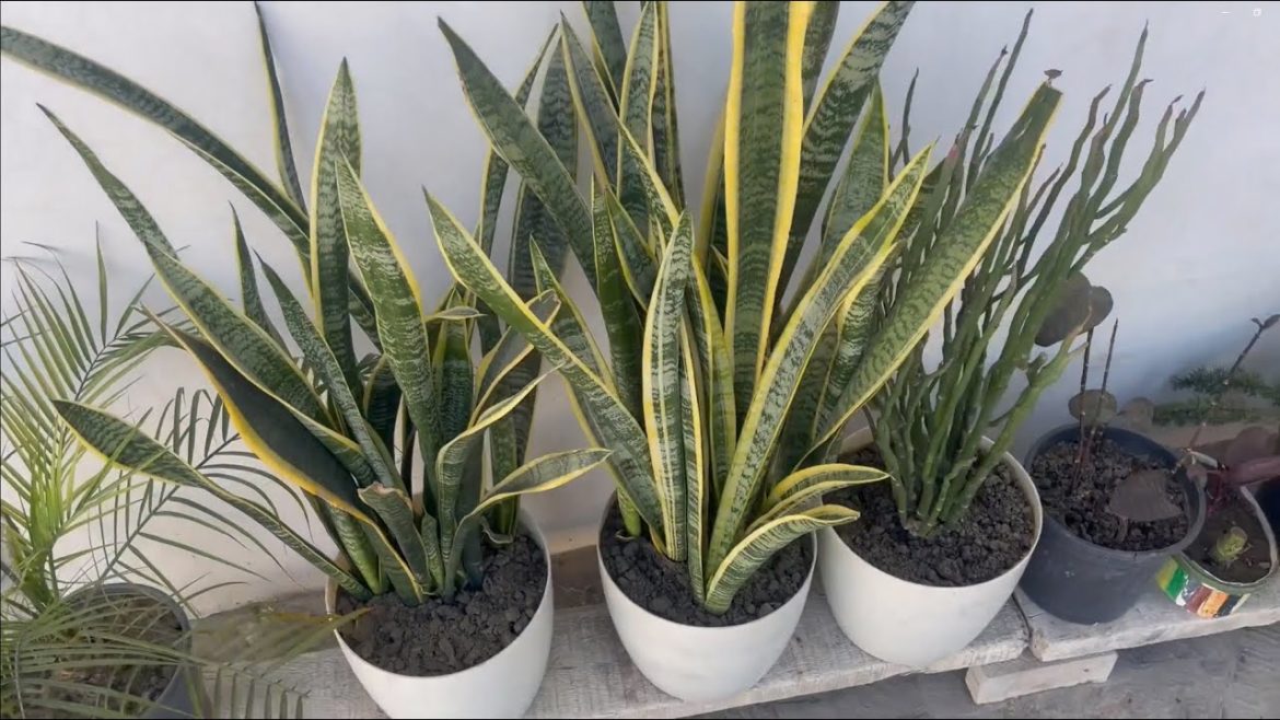 February Garden Tour | Plants Name  | Gardening Tips | Winter Care February Garden Tour | Plants Name  | Gardening Tips | Winter Care