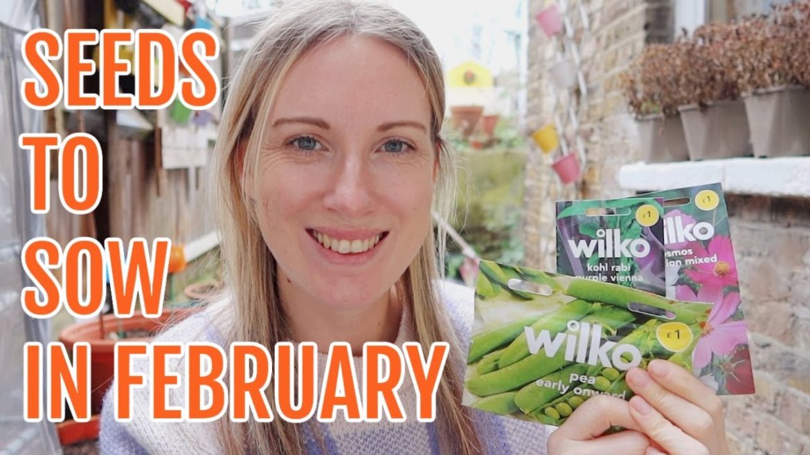 SEEDS TO SOW IN FEBRUARY 2023 / ALLOTMENT GARDENING FOR BEGINNERS SEEDS TO SOW IN FEBRUARY 2023 / ALLOTMENT GARDENING FOR BEGINNERS