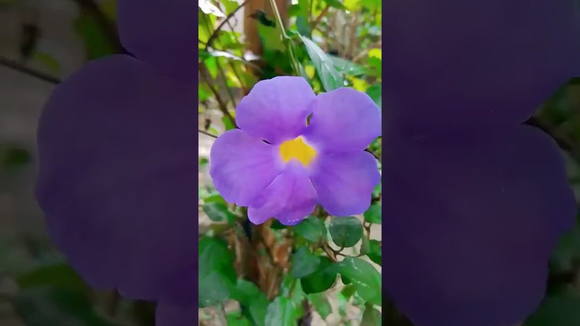 How to Gardener: Tips for A Successful Garden How to Gardener: Tips for A Successful Garden