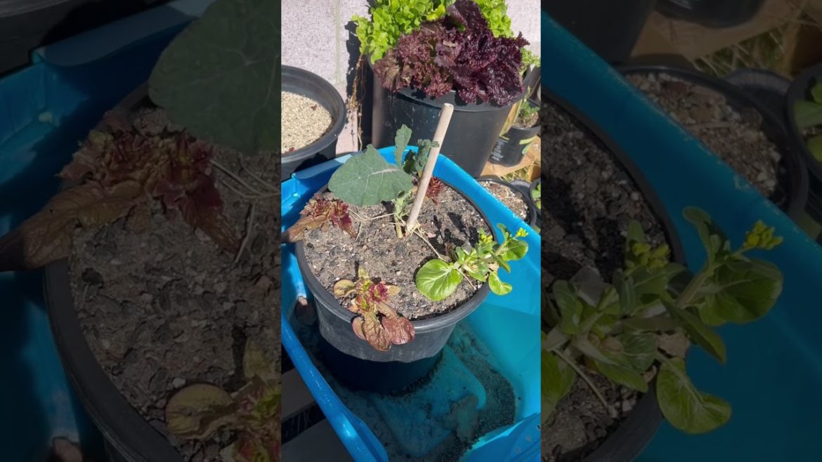 Container garden experiment update #shorts #containergardening #winter
