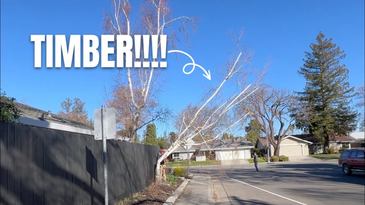 The Birch Trees Are Coming Out!! 🌳 :: Arborist Tree Removal The Birch Trees Are Coming Out!! 🌳 :: Arborist Tree Removal