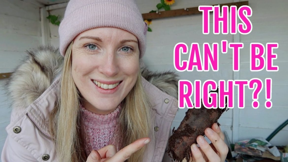 THIS CAN'T BE RIGHT?! / FEBRUARY 2023 / ALLOTMENT GARDENING THIS CAN'T BE RIGHT?! / FEBRUARY 2023 / ALLOTMENT GARDENING