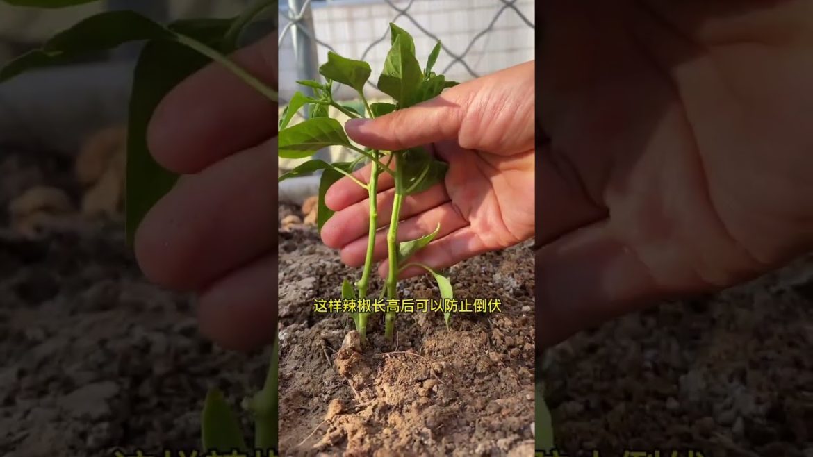 happened with garden at home happened with garden at home