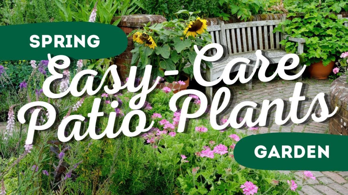 Get Ready for Spring with These 7 Low Maintenance Patio Plants That Will Make Your Garden Pop πΈπΌ Get Ready for Spring with These 7 Low Maintenance Patio Plants That Will Make Your Garden Pop πΈπΌ