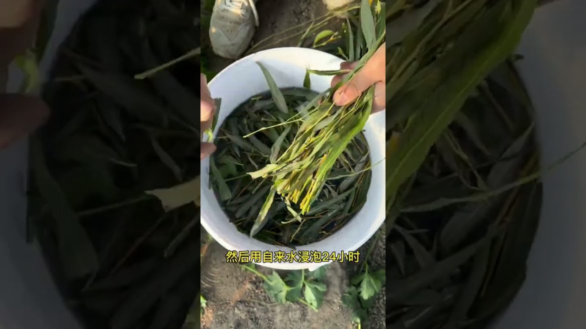 happened with garden at home