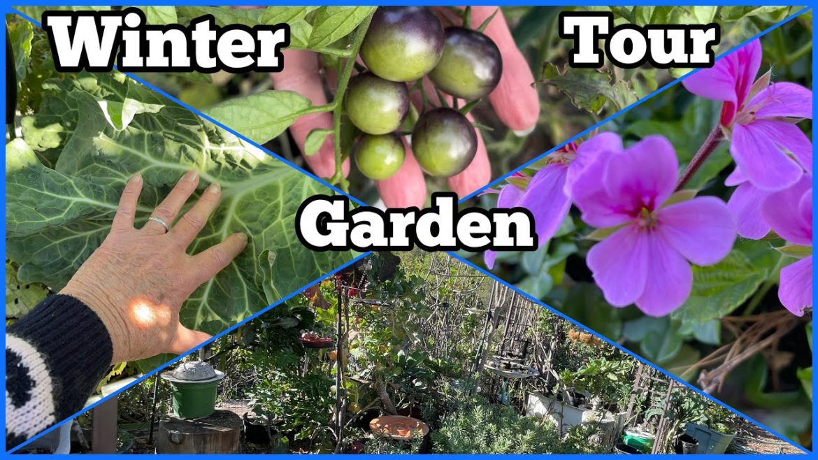 Garden Tour Growing Kale Collard Peppers Tomatoes Eggplant Papaya in Raised Bed Container Gardening Garden Tour Growing Kale Collard Peppers Tomatoes Eggplant Papaya in Raised Bed Container Gardening