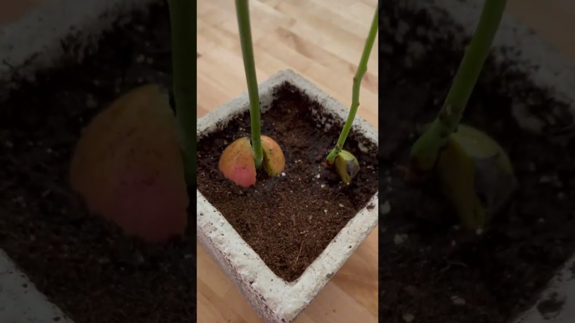 How to Gardener: Tips for A Successful Garden How to Gardener: Tips for A Successful Garden