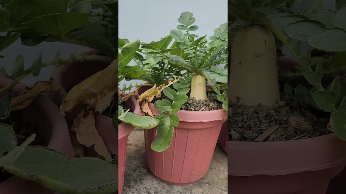 Grow White Radishes From Seed To Harvest In Containers Grow White Radishes From Seed To Harvest In Containers