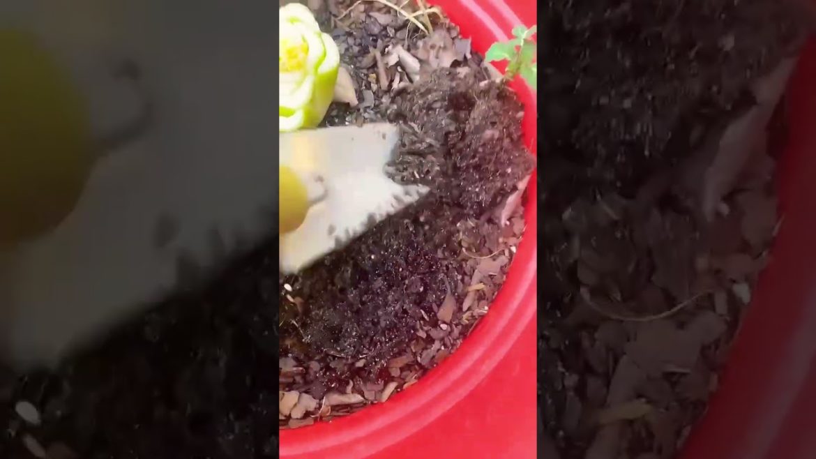 Gardening Tips | The Easy Way to Pot Up Young Celery! | Garden Ideas | #shorts